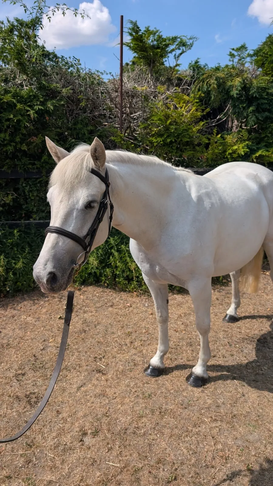 Fenrose Queen — photo 1 of 6
